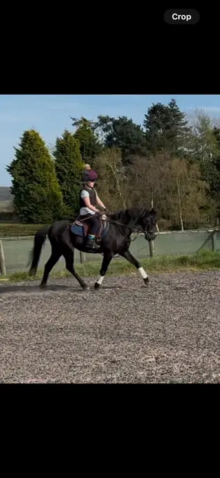 Stunning Show/Dressage Family pony 