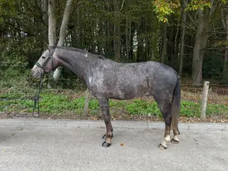 Connemara gelding 