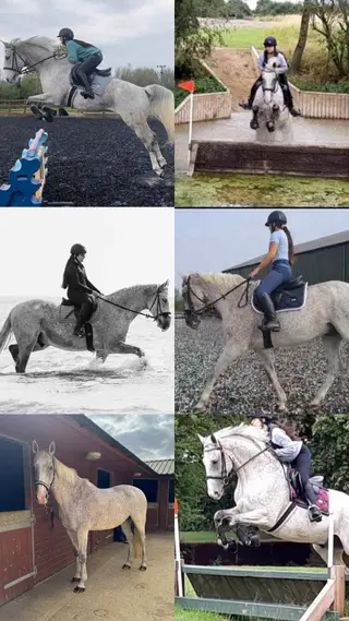 Gorgeous Gentleman/Quality Allrounder