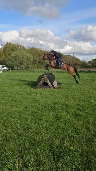 Talented Competition Pony