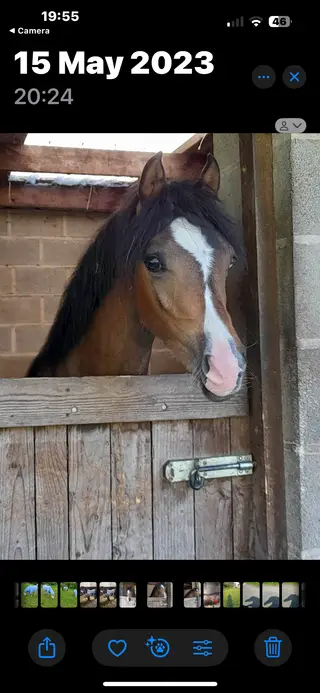 Registered Welsh Section B Mare – 4 Years Old | 11.2–11.3hh | Lovely Summer Project