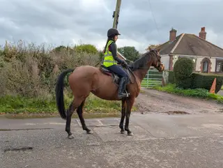 Sky - Pretty bay Mare