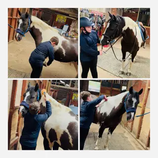 FANTASTIC SAFE STEADY ALLROUNDER/FIRST RIDDEN/ CONFIDENCE GIVER!