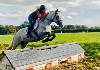 Sophie - super easy and quiet traditional class 1 mare!