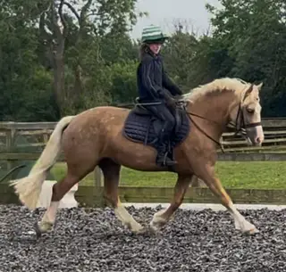🌟 Smart Palomino All-Rounder- Future Star 🌟