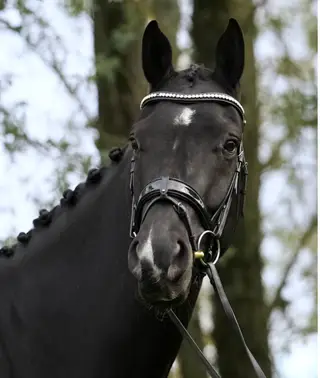 ⭐ Secret × Stedinger – Future Dressage Star ⭐