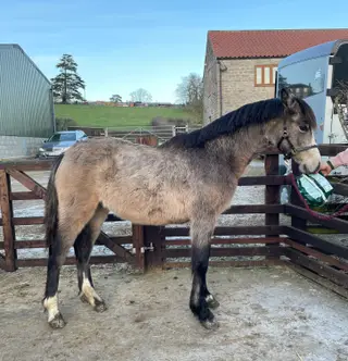 Stunning Buckskin Connemara Yearling Colt