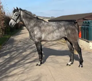 Smart, Honest and Scopey Mare with a Bright Future – Isla
