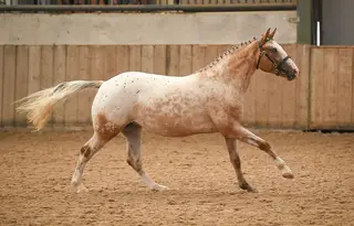 SPSS-graded Small Sport Horse filly 