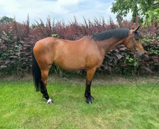 Simple young horse 
