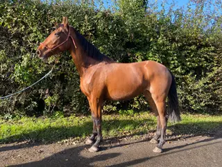 3 year old Tradition Irish horse (TIH)