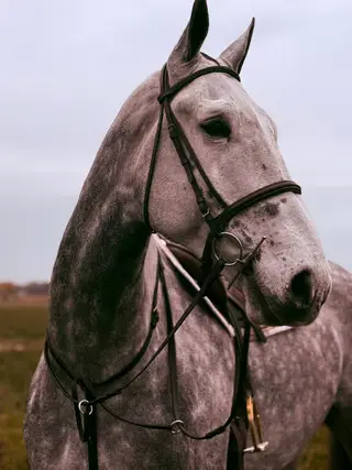 Confidence-Giving Irish Draught for All Occasions- Ghost