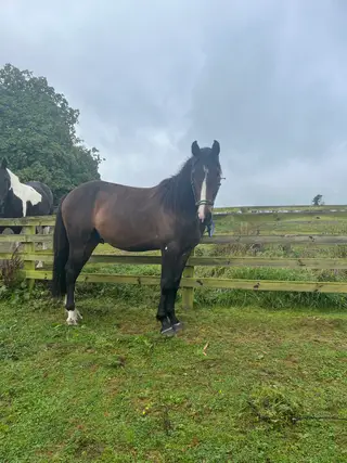 ISH Showjumping colt by Phenomene Bleu VDM
