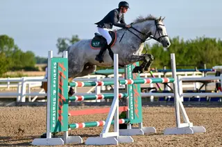 TOP QUALITY 17.1HH ZIROCCO BLUE GELDING
