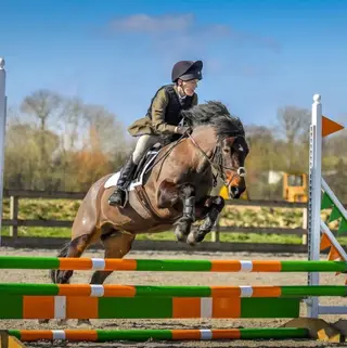 13.2hh New Forest Mare