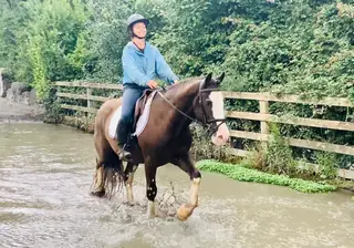Jimmy – A Genuine, Kind-Hearted 14.1hh Gelding with a Bright Future