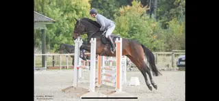 Chaccos quest (spider) 4yr mare 