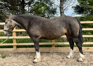 Quality Maxi Cob