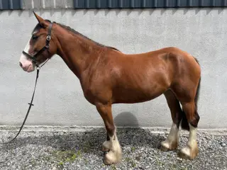 Kind Maxi Cob Prospect - Ridden by Teen, Great Temperament