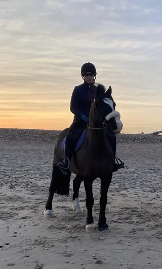 Handsome Welsh Gelding 14hh