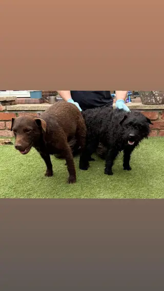Working patterdale terrier pups