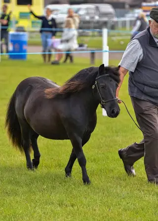 Beautiful Standard Shetland