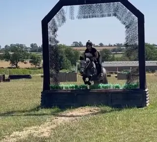 Super 4yr old Connie gelding for sale 