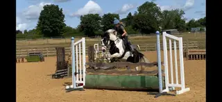Stunning Fun Allrounder pony!