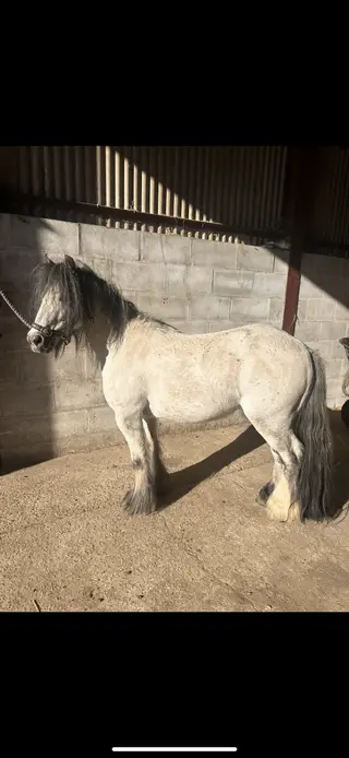 Scrappy - Handsome Pocket Rocket