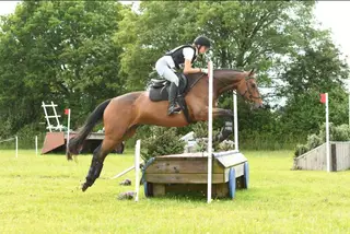 Dressage superstar/Alrounder/Riding club