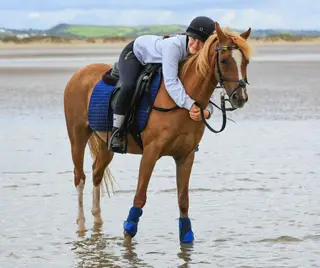 Experienced Pony Club All-Rounder – Safe, Forward & Fun