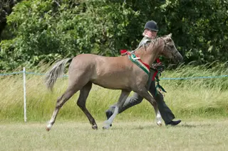 Stunning Top class welsh sec B