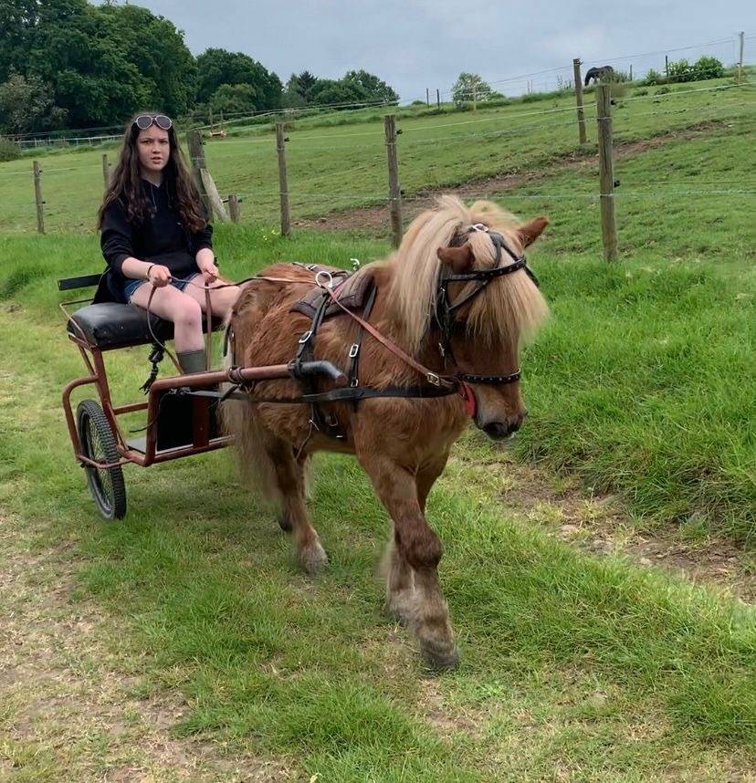 Pony for Sale A Rare Gem Super Safe Shetland