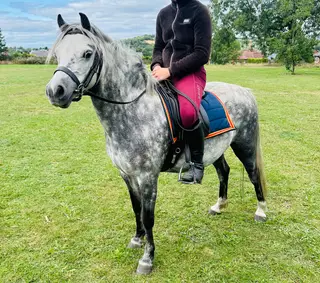 12hh Welsh section A 