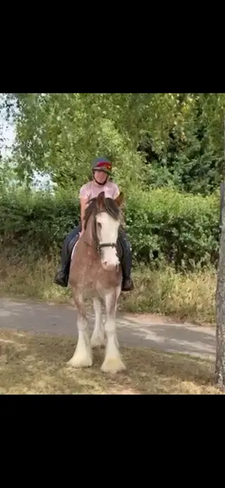 Beautiful Clydesdale X Irish cob