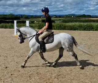 7yr old Connemara Gelding