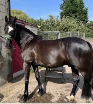Beautiful Welsh D X TB