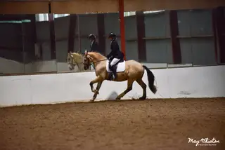 15.1hh dun irish gelding