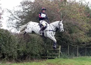 Super Smart Irish Eventing Spotty Cob 