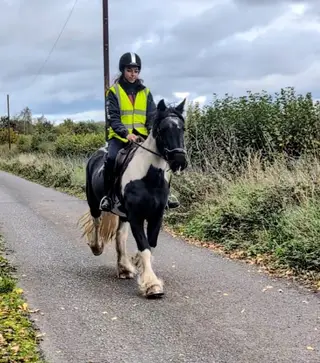 Dolly - Approx 14.2hh Cob