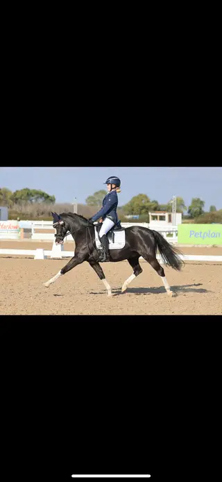 Incredible dressage pony for sale!