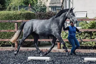 Meet Vincent the Masterpiece by Van Gogh