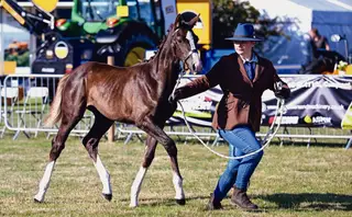 Elite Graded, F Floriscount/Sezuan Donnerhall