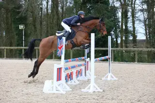 7YR OLD BAY GELDING BY OPPOSITION HERACLES