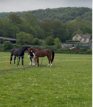 Striking gelding for sale
