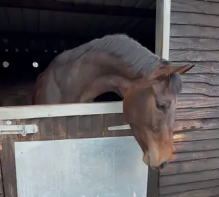 Gorgeous Rising 4yo ISH Gelding by Lassban Master Imp