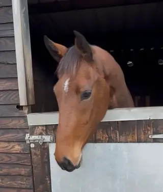 Lovely Young Eventing Prospect with Top Breeding