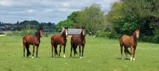 Competition youngsters 3 & 4 yr olds