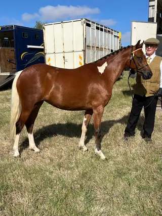 Smart WPB coloured filly