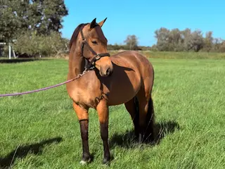 Versatile All-Rounder with a Golden Temperament- TRIXIE